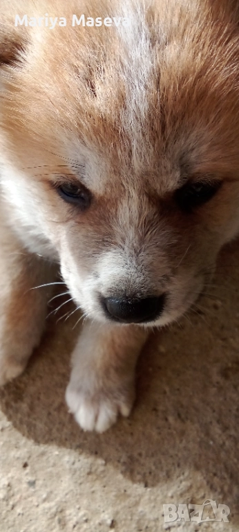 Малки кученца Акита , снимка 1
