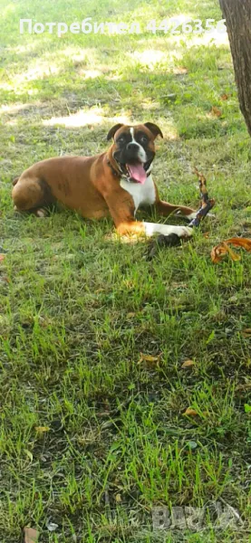 Мъжки боксер търси дама за разплод, снимка 1