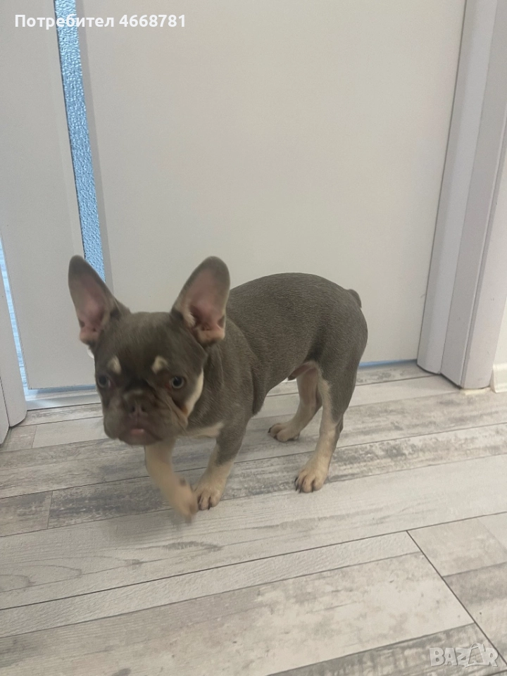 Френски булдог, снимка 1