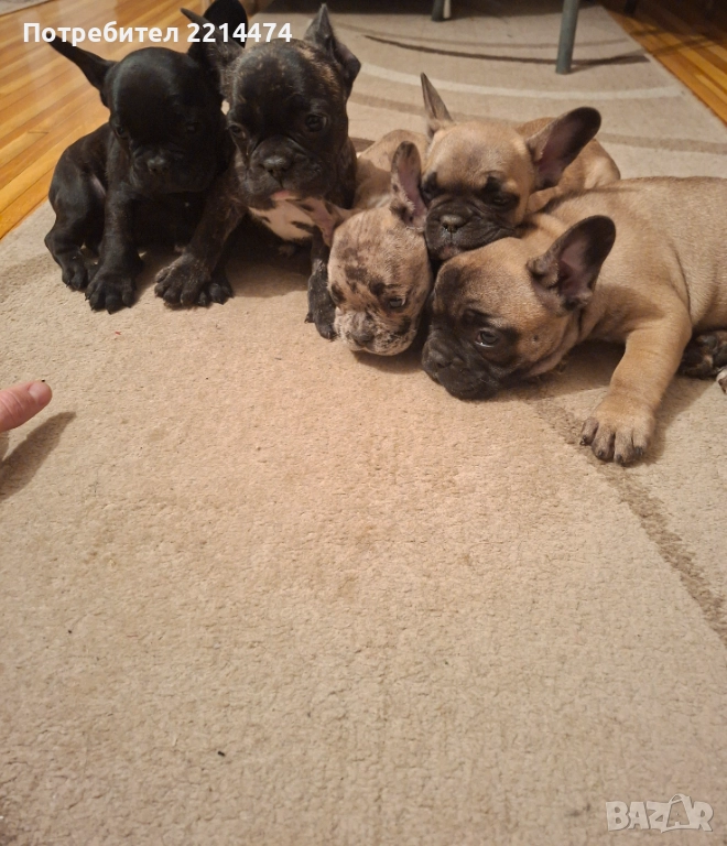 Френски булдочета, снимка 1
