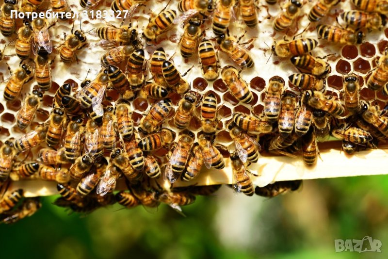 Пчелен мед от земеделски производител, 2023, снимка 1