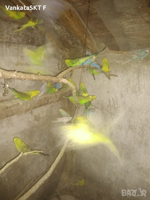 Папагали, снимка 1