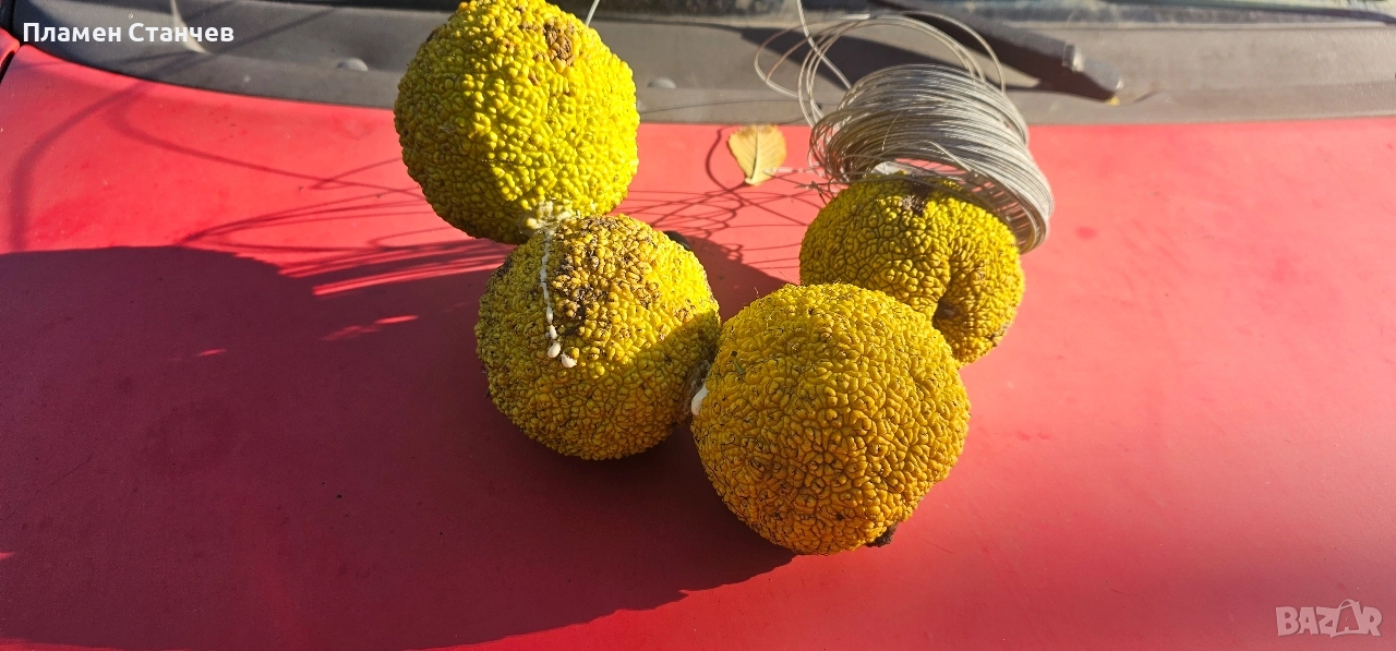 Маклура  китайска черница кудрания, снимка 1