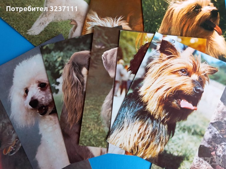 Кучета картички нови - лот 1, снимка 1