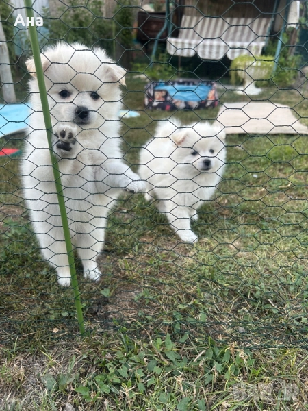 Мини шпиц, снимка 1