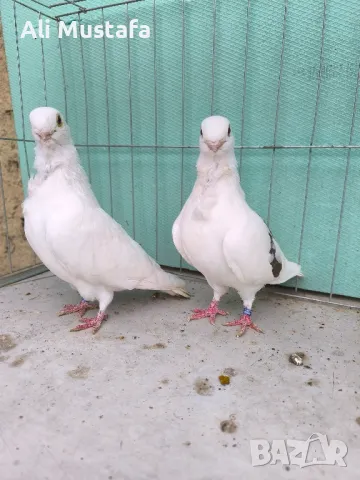 Африканска сова , снимка 7 - Гълъби - 50071282