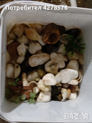 Аквариум, снимка 4 - Други - 52585569