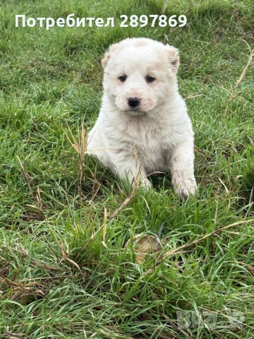 Алабай кученца, снимка 3 - Алабай - 53344647