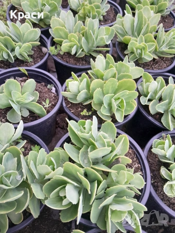 Седум Дебела мара., снимка 2 - Градински цветя и растения - 54228384