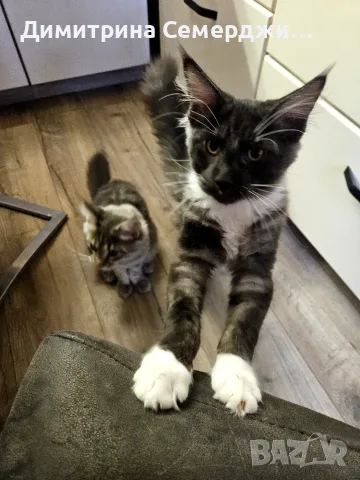 Мейн куун котенца , снимка 2 - Мейн кун - 56331442
