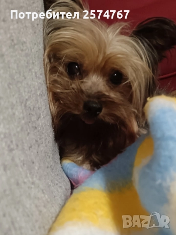 Мини йоркширски териери , снимка 12 - Йоркширски териер - 37413803