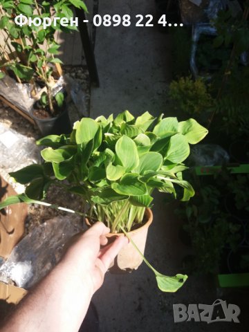  Хоста Бяло с Зелено , Жълто с зелено и Зелена . Цена за 1бр 8,50лв., снимка 4 - Разсади - 37748889