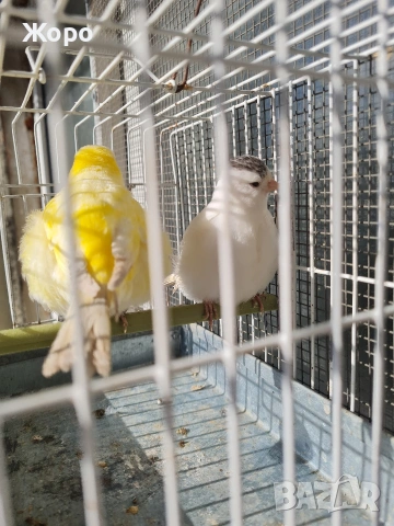 Продавам канари фай фенси , снимка 7 - Канари - 53018067