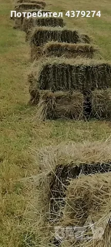 сено смес с люцерна 