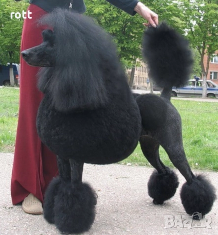 Пудел, снимка 2 - Пудели - 52522627