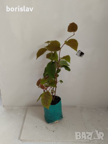 Мъжко киви Томури(Actinidia Tomuri)