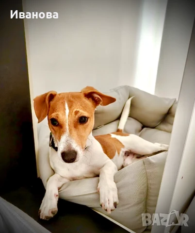 Джак Ръсел Териер / Jack Russell Terrier, снимка 1