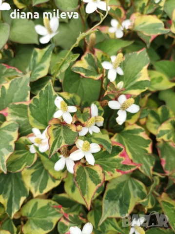 Хутиния, Houttuynia cordata, многогодишна и студоустойчива , снимка 9 - Градински цветя и растения - 54001747