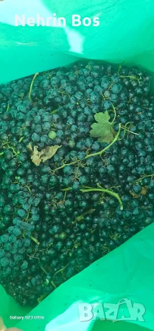 merlo zaharnosta 24 , снимка 5 - Крави - 55874089