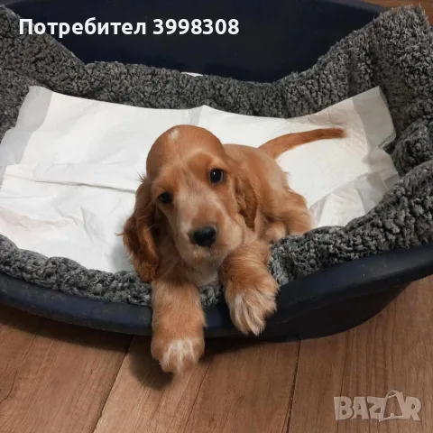 кокерчета 1женско 6 мъжки , снимка 2 - Кокер шпаньол - 55617697