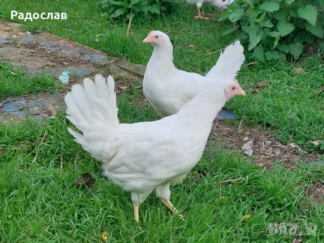 Ярки бял Легхорн за яйца пронасят,кокошки, петли, 