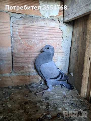 Продавам спортни гълъби , снимка 2 - Гълъби - 50760807