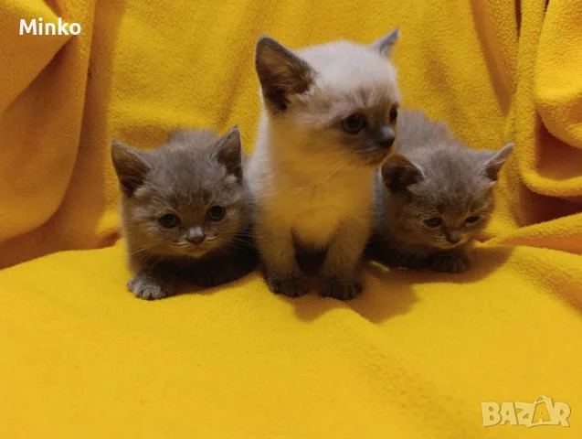 Котета от порода Руска синя котка !, снимка 16 - Руска синя котка - 56255721