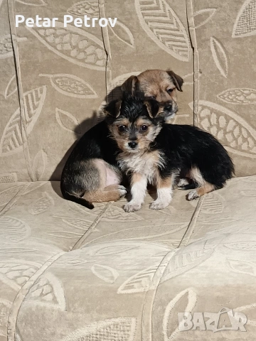 Мини пинчер чихуахуа, снимка 4 - Чихуахуа - 52816462