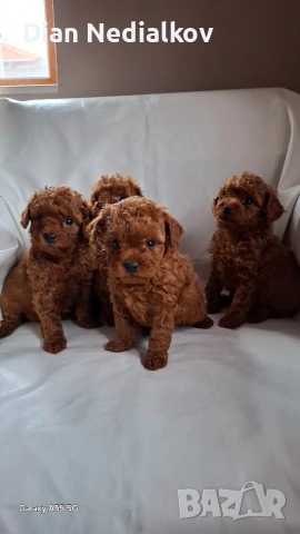 Той пудел / Теа Къп ., снимка 3 - Пудели - 53343824