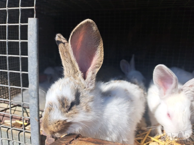 Продава зайци, снимка 6 - Други животни - 54308777