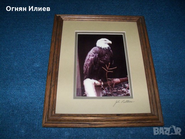 Подписана рамкирана художествена фотография на белоглав орел, снимка 1 - Картини - 29708599