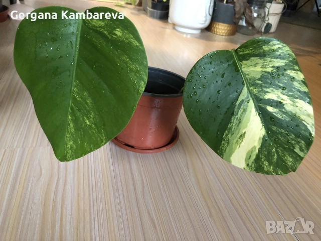 Monstera Aurea, philodendron Florida Beauty, Sodiroi, Cream Splash, Epipremnum Baltic Blue 