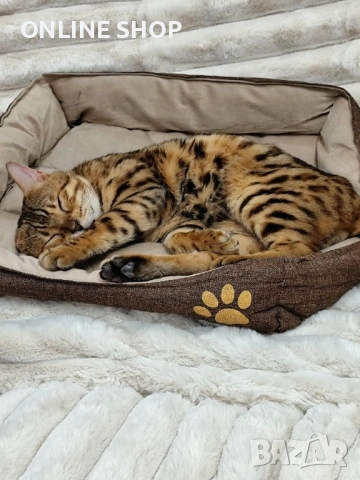 Бенгалска котка мъжка, снимка 2 - Бенгалски - 53142667