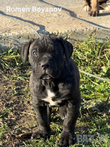 Кане Корсо , снимка 8 - Кане корсо - 52678102