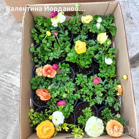 градински студоустойчиви цветя 