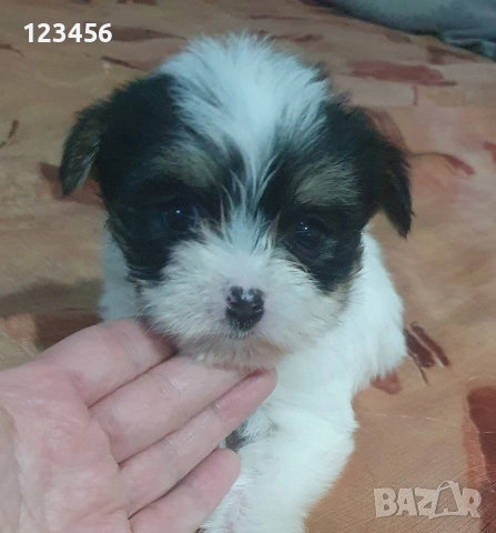 Малки йоркита бивър 