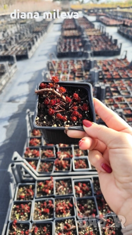 Червен седум Пурпурна Зима, Sedum spirium " Purpur Winter ", снимка 8 - Градински цветя и растения - 46784135