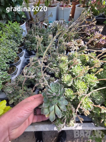 Ехеверия „Испанска звезда“ – сукулент с яркорозови цветове, снимка 4 - Разсади - 52688250