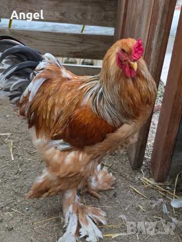 Петли брама , снимка 3 - Кокошки и пуйки - 53881571