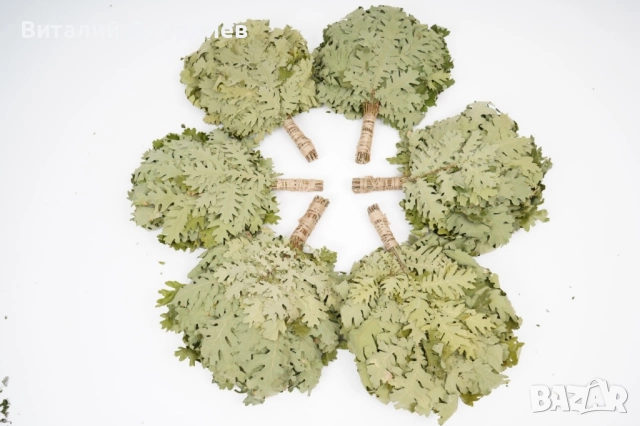 Метлички за сауна дъб/бреза. Веники для бани дуб/берёза., снимка 8 - Други стоки за дома - 52229107