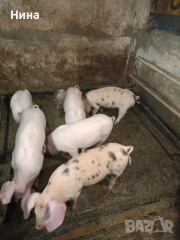 Продавам малки прасенца, снимка 2 - Прасета - 52497552