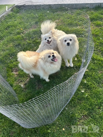 Померани , снимка 6 - Померан - 52179207