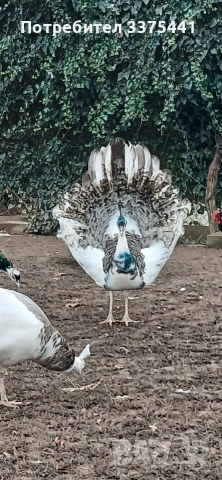 продавам пауни Сребърни ,арлекини ,индийски и Бели , снимка 5 - други­ - 53077552