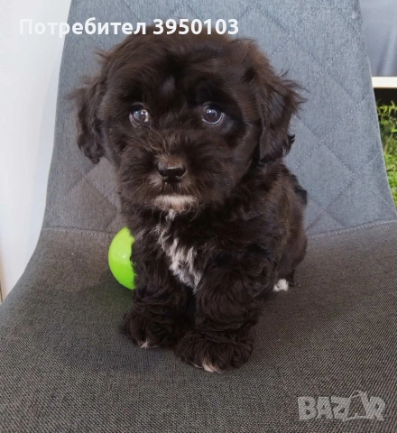 Shih poo/Mini poodle , снимка 8 - Ши Тцу - 54302526
