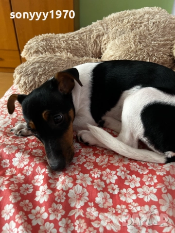 КИКИ ДЖАК ЗА КОЛЕДА МОМИЧЕНЦЕ 2512251553, снимка 3 - Джак ръсел териер - 52898121