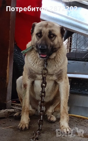 Кангал за разплод, снимка 4 - Кангал - 54213258