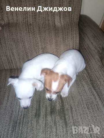 Чихоа, снимка 4 - Чихуахуа - 52907647