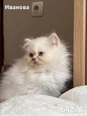 Персийско коте. 