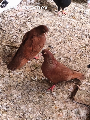Гълъби на въртене - преметачи различни цветове, т.нар. поморийски ролери 