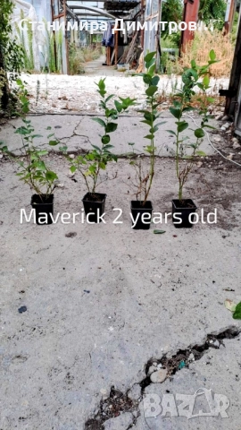 Разсад боровинки , снимка 5 - Разсади - 50801234